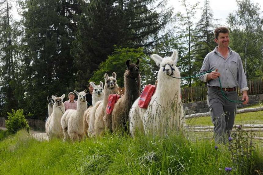 Alpaka-Wanderung im Grünen: Eine gut gelaunte Lama-Karawane unterwegs Ein Mann führt eine Gruppe von Lamas mit bunten Packsäcken durch eine Wiese vor einem Wald.