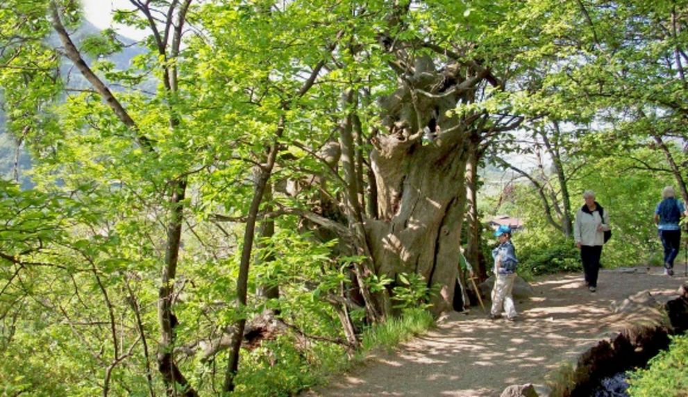 Im Schatten des alten Baumriesen: Ein idyllischer Wanderweg durch den grünen Wald Waldweg mit einer großen, knorrigen Baumgruppe und drei Spaziergängern im Sonnenlicht.