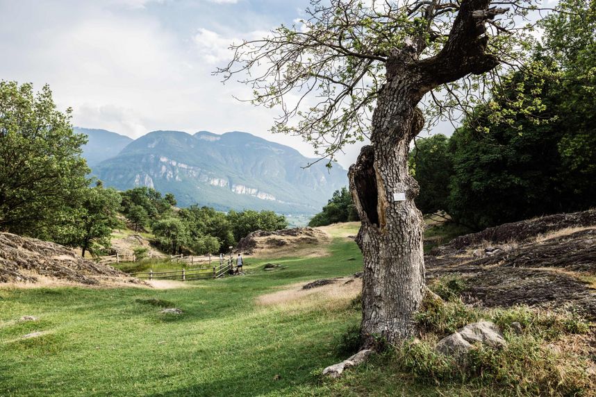 Zwischen alten Bäumen und Bergen: ein idyllischer Wanderblick ins Tal Landschaft mit einem knorrigen Baum im Vordergrund, einer grasbewachsenen Wiese, Wald und bewaldeten Bergen im Hintergrund.