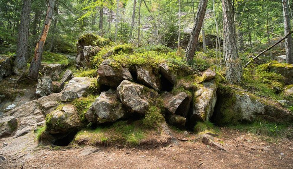 Ein von Moos bewachsener Felsen in einem lichten Nadelwald mit trockener Erde im Vordergrund.