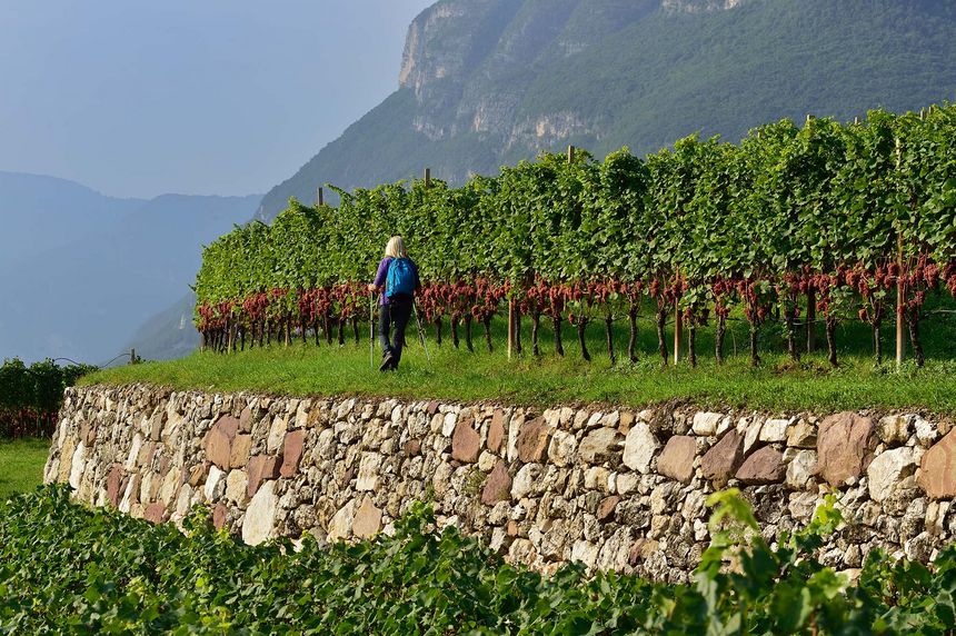 Eine Person mit Rucksack geht durch einen Weinberg mit reifen roten Trauben vor einer bewaldeten Felswand.