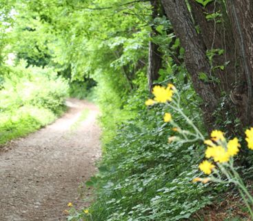 Ein sommerlicher Pfad in das grüne Herz des Waldes. Ein von Bäumen und Sträuchern gesäumter Waldweg mit gelben Blumen im Fokus am rechten Bildrand.