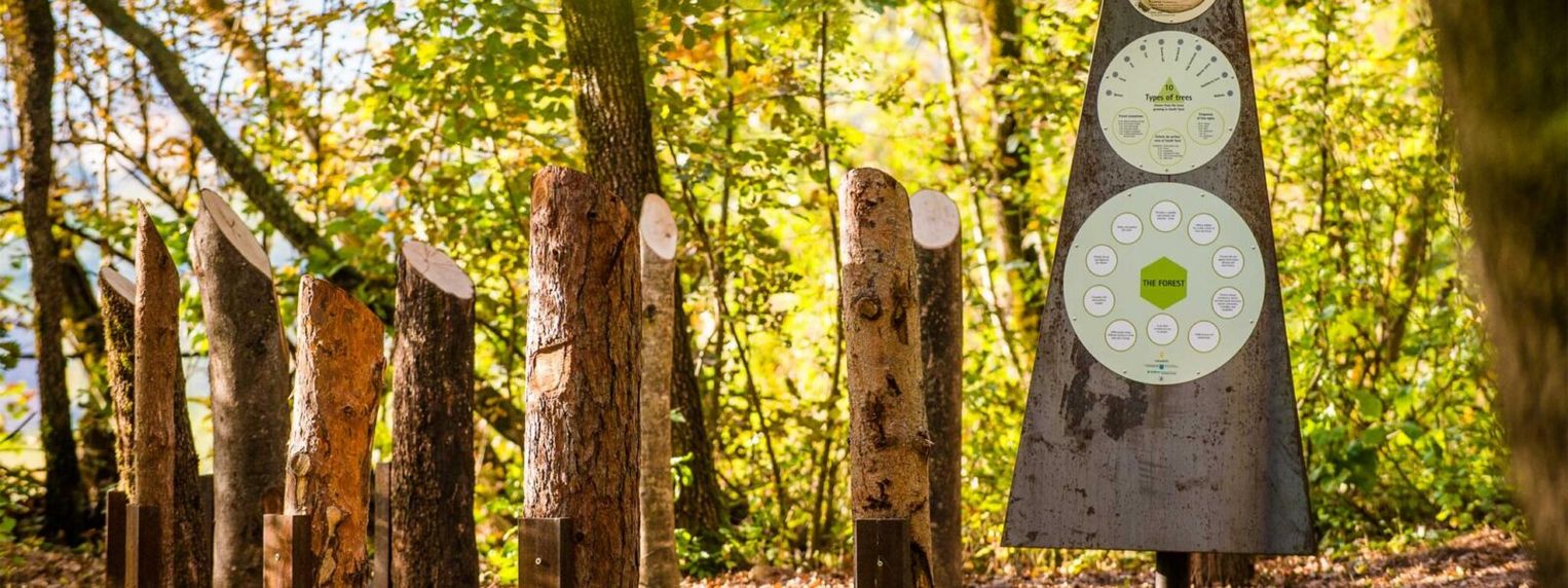 Wissensreise durch den Wald: Informative Pfade entdecken Eine Informationstafel in einem Wald steht neben mehreren senkrecht im Boden verankerten Baumstämmen, die verschiedene Baumarten auf einem Lehrpfad markieren.