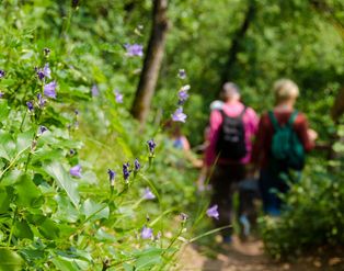 Nahaufnahme von violetten Glockenblumen am Wegesrand, im unscharfen Hintergrund gehen Menschen mit Rucksäcken auf einem Waldweg.